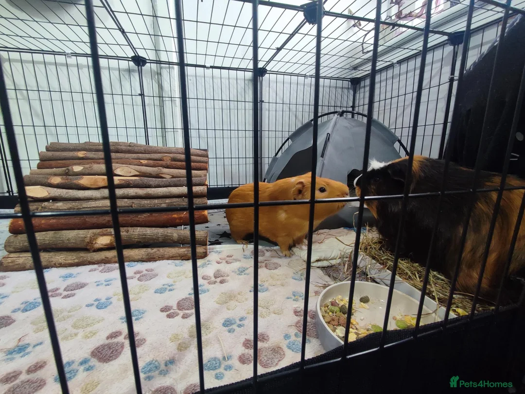 Guinea Pig rodents for sale: Complete Guinea Pig Setup for Sale - Advert 2