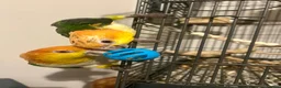 Parrots birds for sale: Bonded pair of yellow thighed caiques  - Advert 7