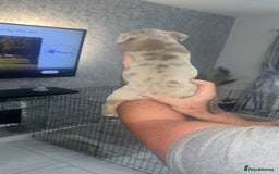Mixed Breed dogs for sale: Staff x pocket bully pups - Image 6