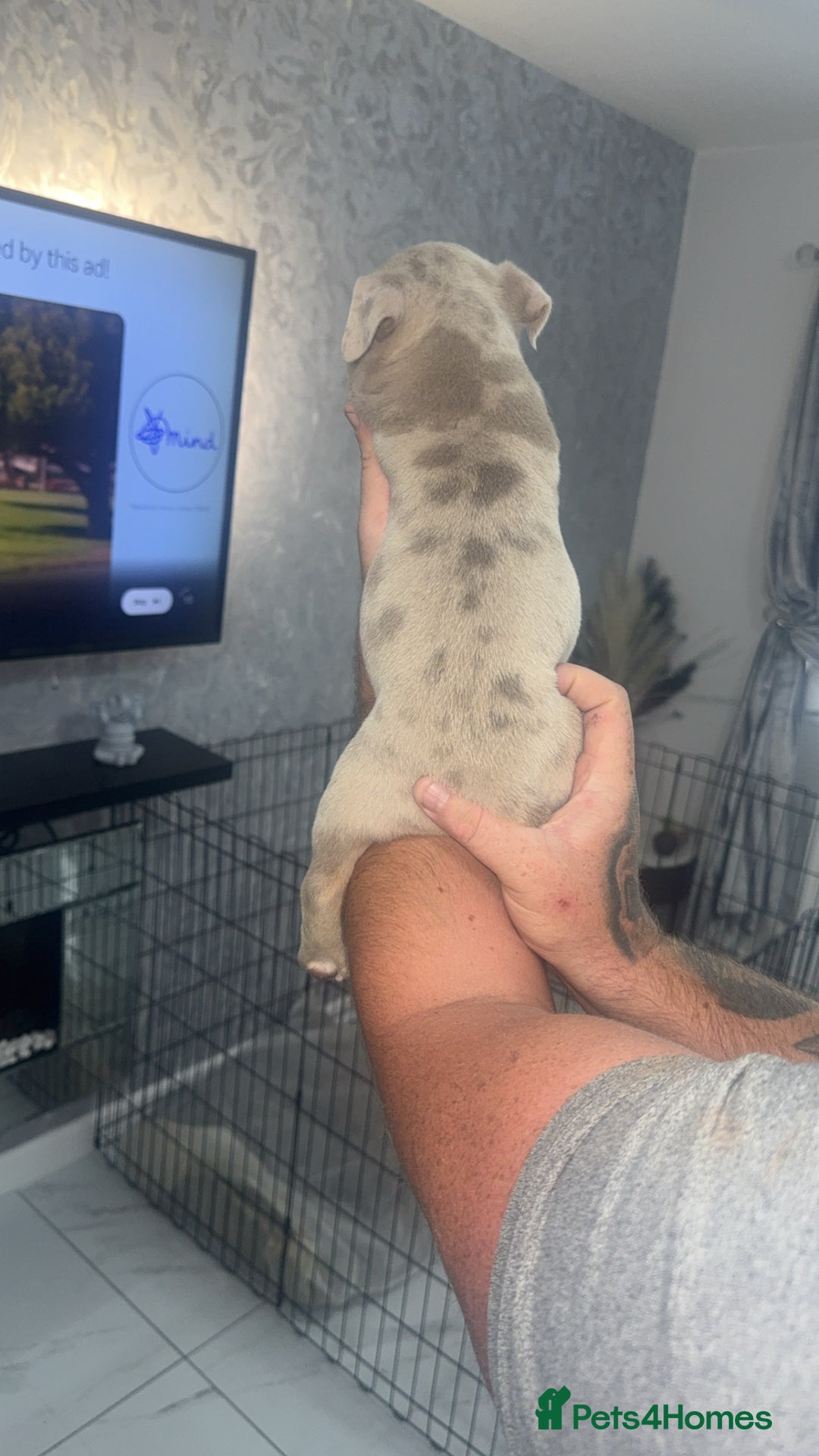 Mixed Breed dogs for sale: Staff x pocket bully pups - Image 6