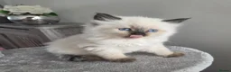 Siberian cats for sale: 🤩Champion bloodlines neva masquerade siberians🤩 - Advert 9