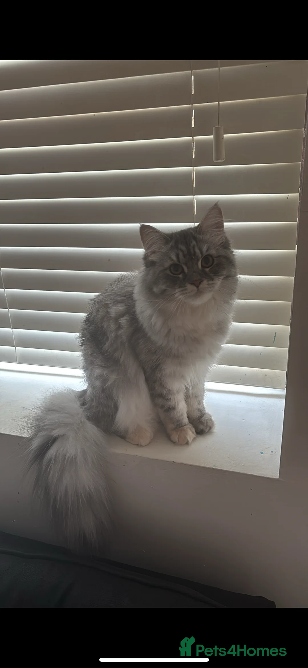 Persian cats for sale: Female Persian cat  in Leeds - Advert 2