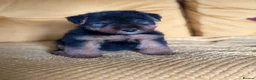 Welsh Terrier dogs for sale: Vincenzo lad  - Advert 5