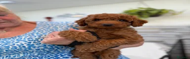 Ruby - Red Collar 