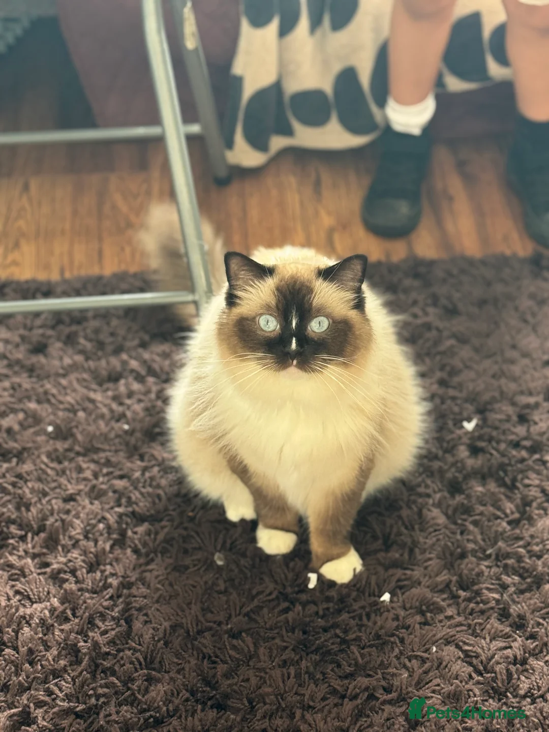 Ragdoll cats for sale: Active Ragdoll Queens  - Advert 3