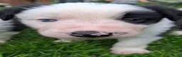 Border Collie dogs for sale: Border Collie Puppies blue eyes Tri Colour merle - Advert 16