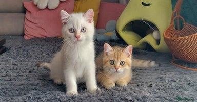 British Shorthair cats - Advert 6