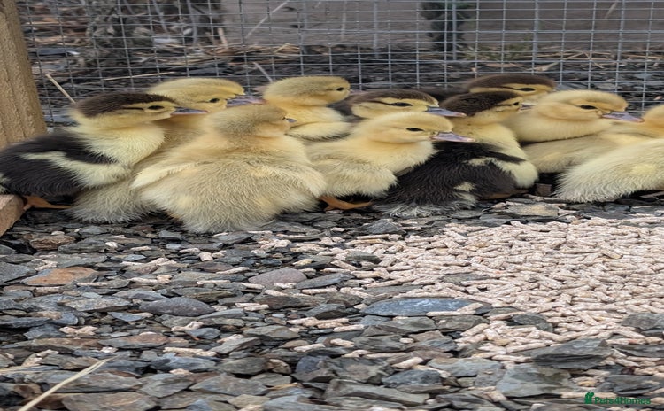 Ducks poultry - Advert 1
