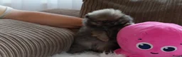 Pomeranian dogs for sale: Four small cute pups  - Advert 35