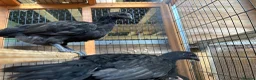 Chickens poultry for sale: Ayem cemani  - Advert 5