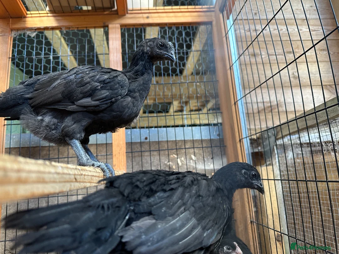 Chickens poultry for sale: Ayem cemani  - Advert 5