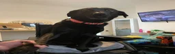 Mixed Breed dogs for sale: Labrador cross  - Advert 6