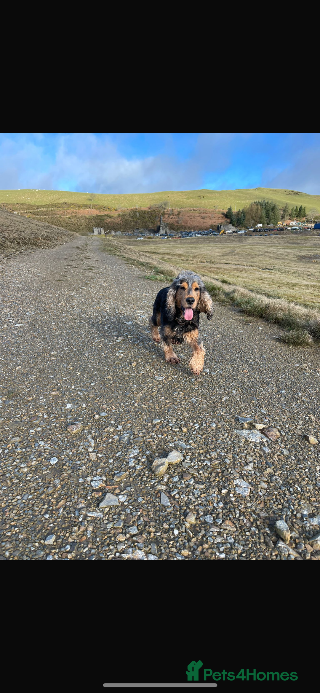 Cocker Spaniel dogs for sale: KC reg & H/Tested Show Cocker Spaniels - Image 17
