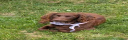 Cocker Spaniel dogs for sale: 7th Gen pure bred Cocker Spaniel pups for sale   - Advert 1