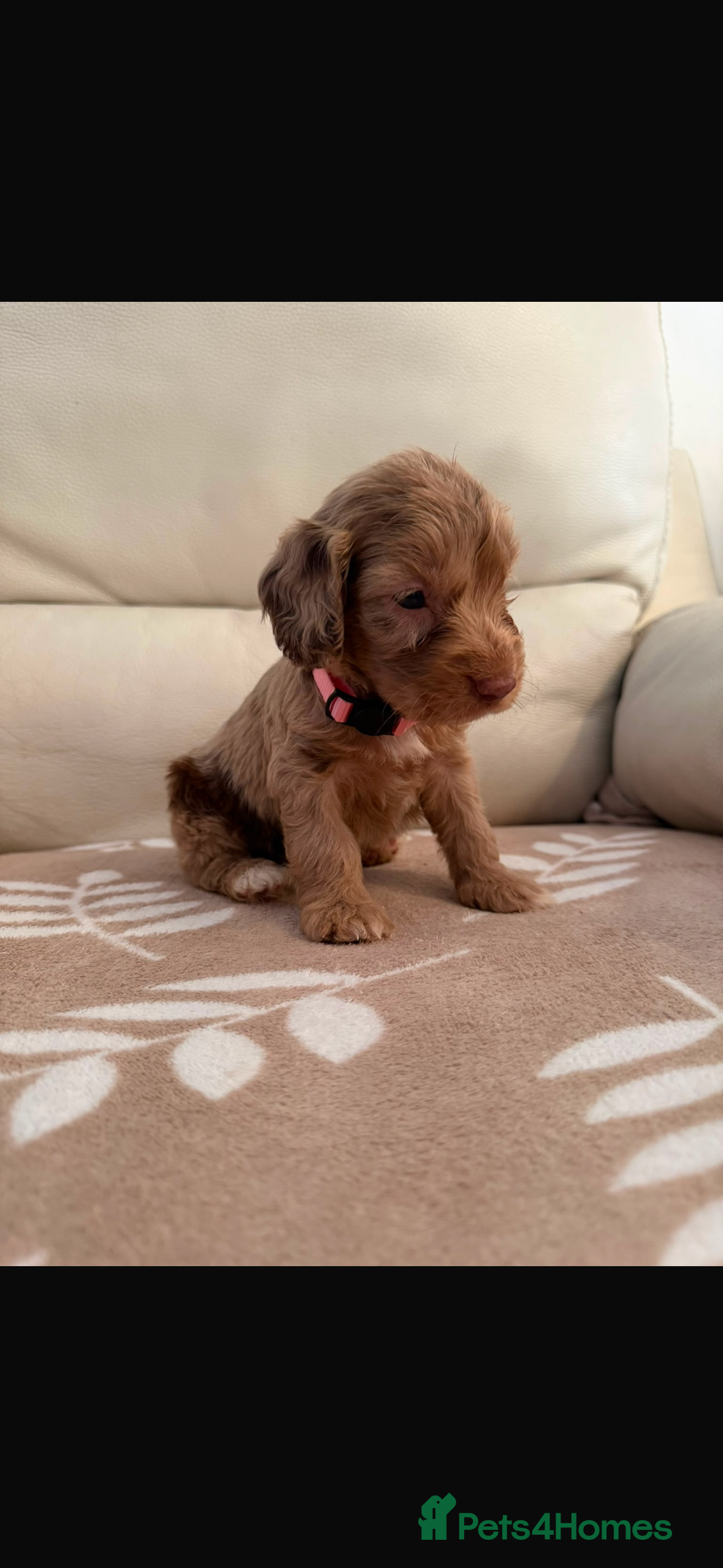 Cockapoo dogs Beautiful F1 cockapoo puppies - Advert 2