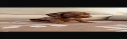 Cockapoo dogs for sale: 🐶 Ready Now! Gorgeous F1 Cockapoo Puppies - Advert 6