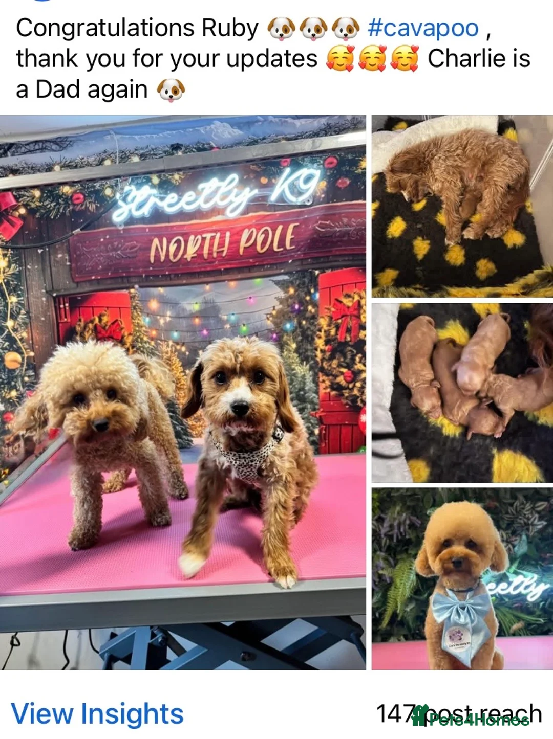 Toy Poodle dogs for stud: Charlie KC Toy poodle  extensively health tested  - Advert 37