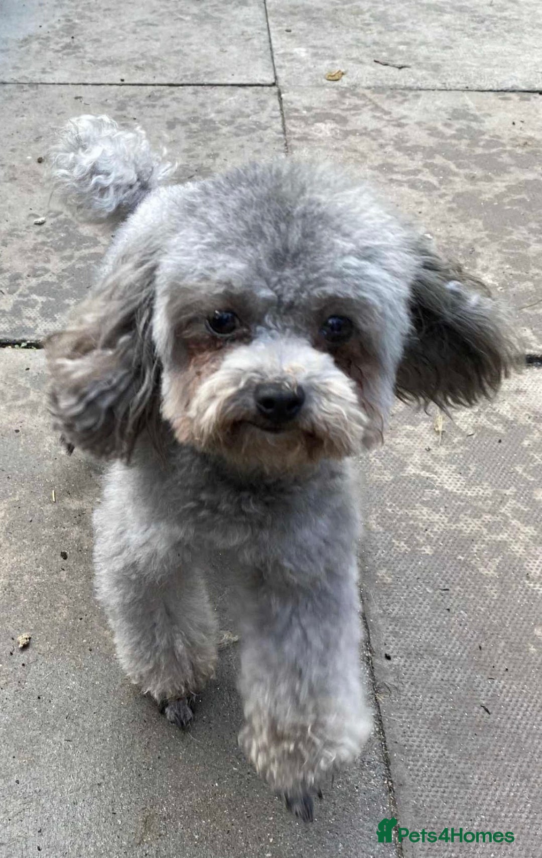 Chipoo dogs for sale: 3 stunning female Chipoo’s - Advert 7