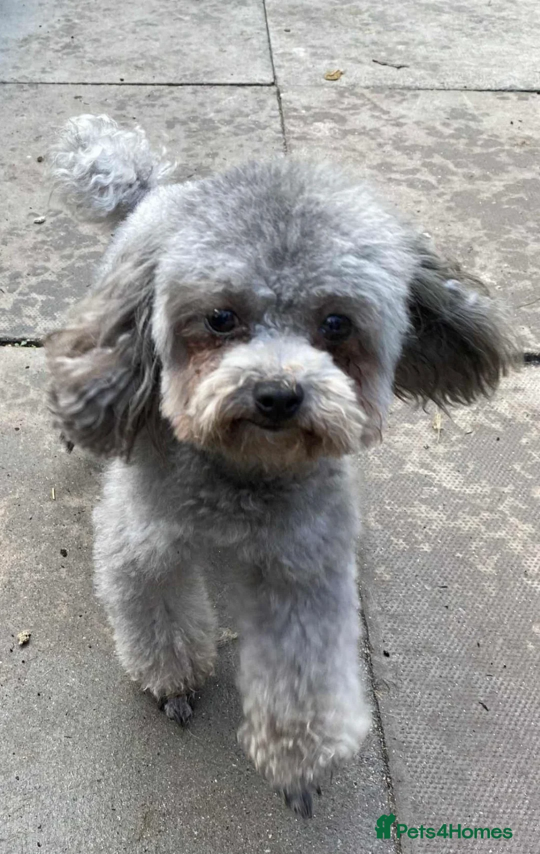 Chipoo dogs for sale: For sale 2 stunning female Chipoo’s - Advert 5