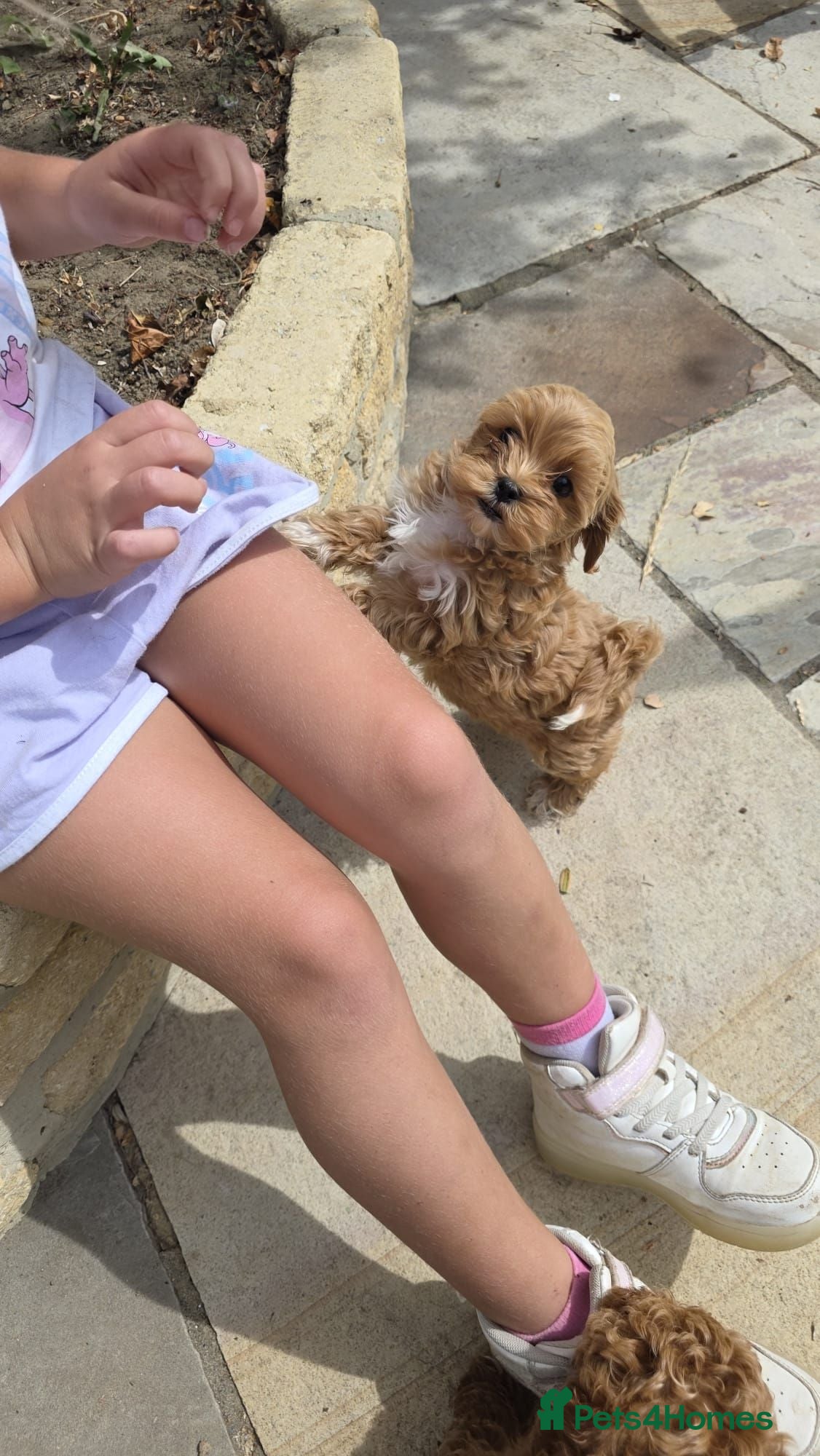 Maltipoo dogs READY NOW Exceptional Tiny Toy Maltipoo puppies 🐶 - Advert 4