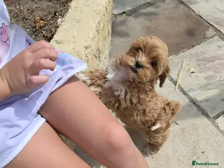 Maltipoo dogs READY NOW Exceptional Tiny Toy Maltipoo puppies 🐶 - Advert 4