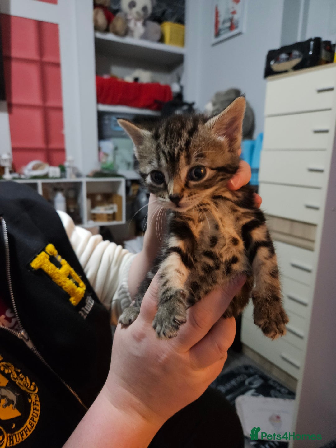 Mixed Breed cats for sale: Tabby kittens  - Advert 3