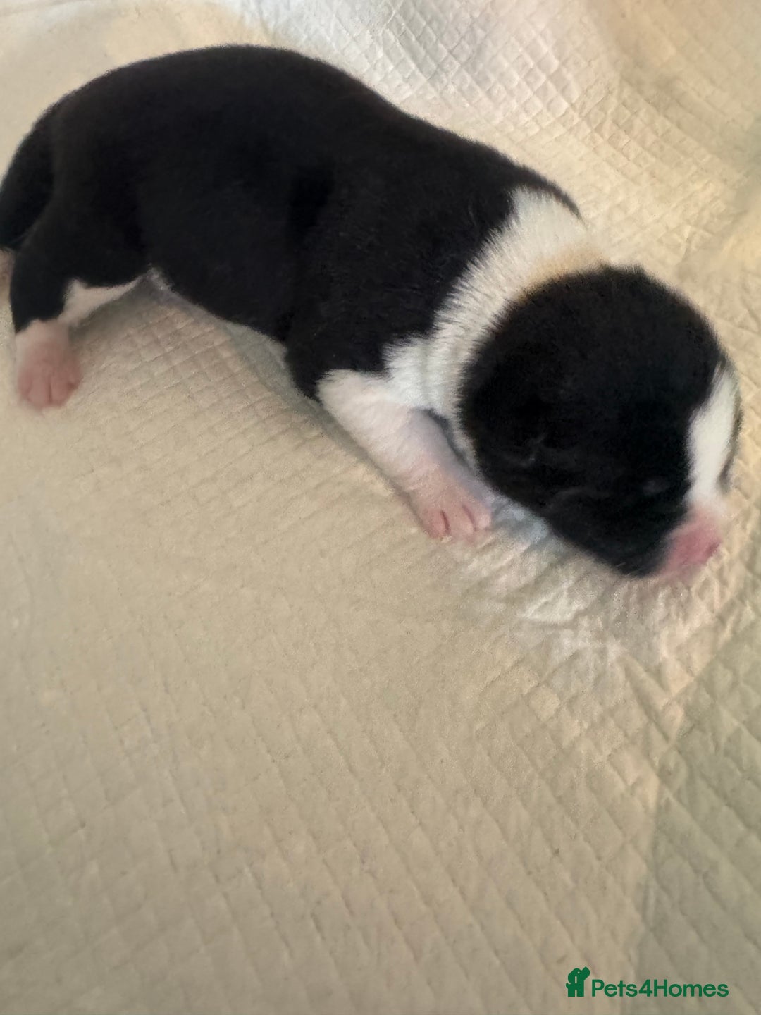 Akita dogs for sale: 2 Akita puppies 1 female 1 male  - Image 10