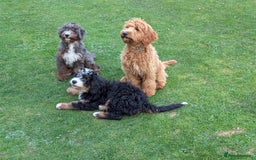 Bernedoodle dogs for sale: Curtabemdoodles Bernedoodles  - Image 38