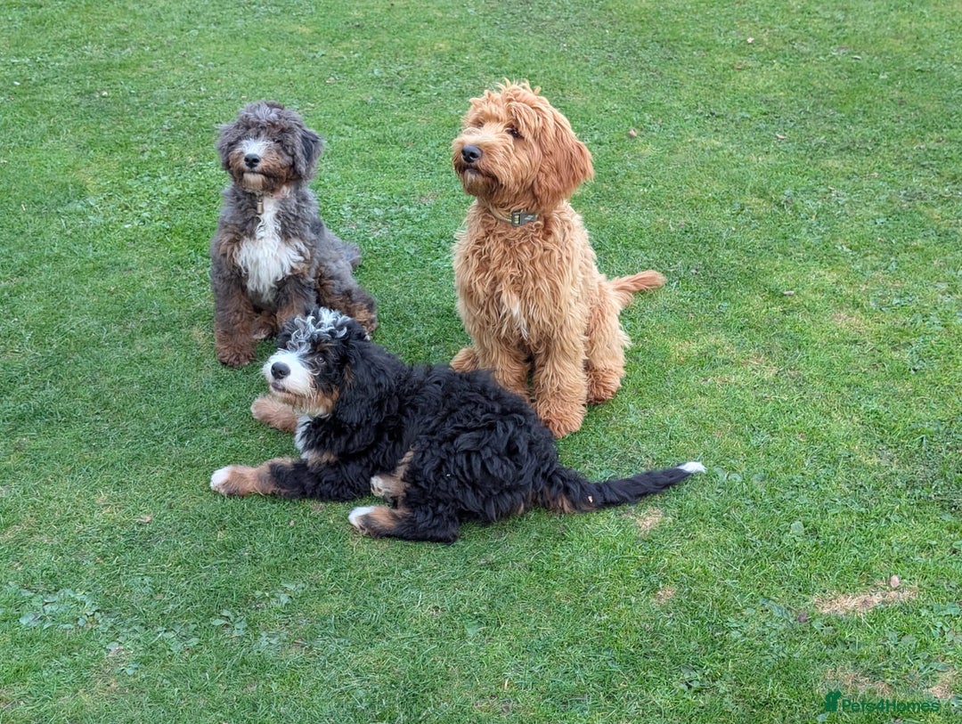 Bernedoodle dogs for sale: Curtabemdoodles Bernedoodles  - Image 38