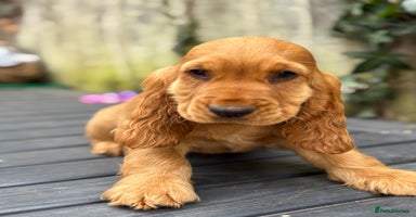 Cocker Spaniel dogs in Chepstow - Advert 4