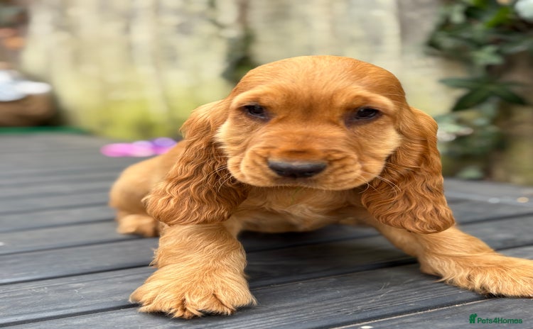 Cocker Spaniel dogs in Chepstow - Advert 4