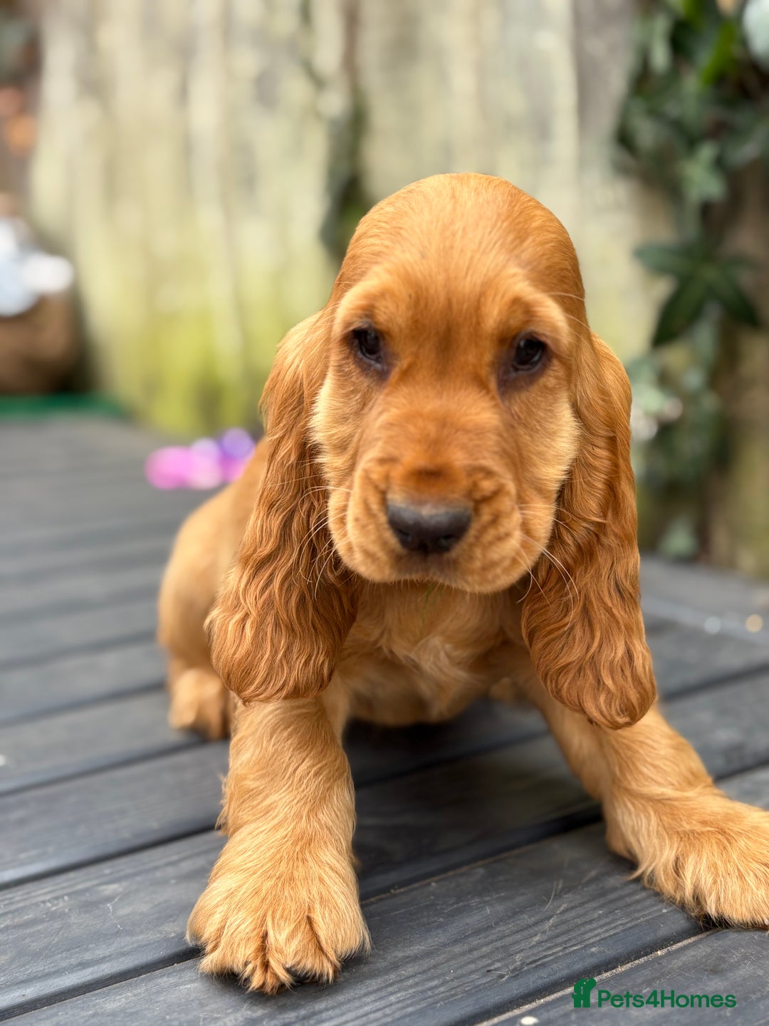 Cocker Spaniel dogs for sale: Last Gorgeous Boy Golden KC Show Cocker Spaniel in Chepstow - Image 1