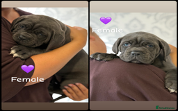 Cane Corso dogs for sale: Cane corso puppies  - Image 3