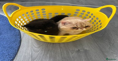 Exotic cats - Advert 16