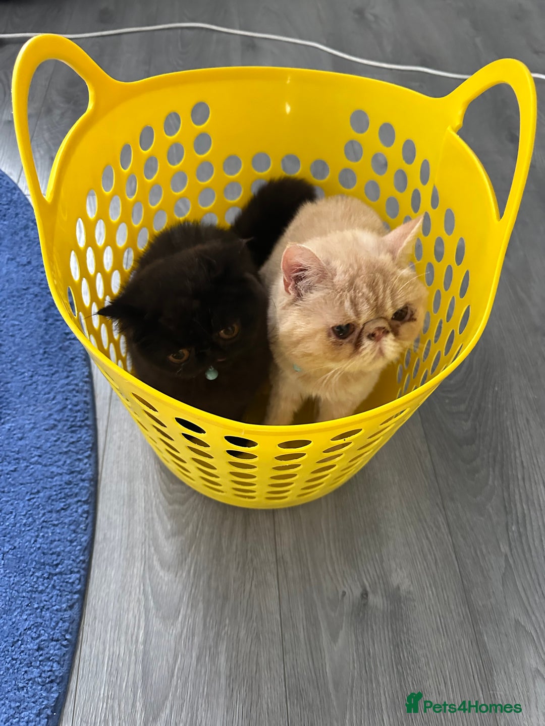 Exotic cats for sale:  Cream Exotic Male - Image 3