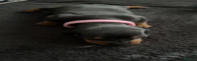 Dachshund 2 pinky 