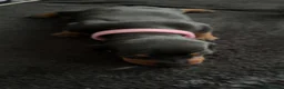Dachshund dogs for sale: Puppies  - Advert 4
