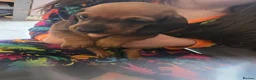 Dachshund dogs for sale: Dachshund puppies  - Advert 2