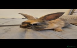English Spot rabbits for sale: Looking to sell my two rabbits - Image 3