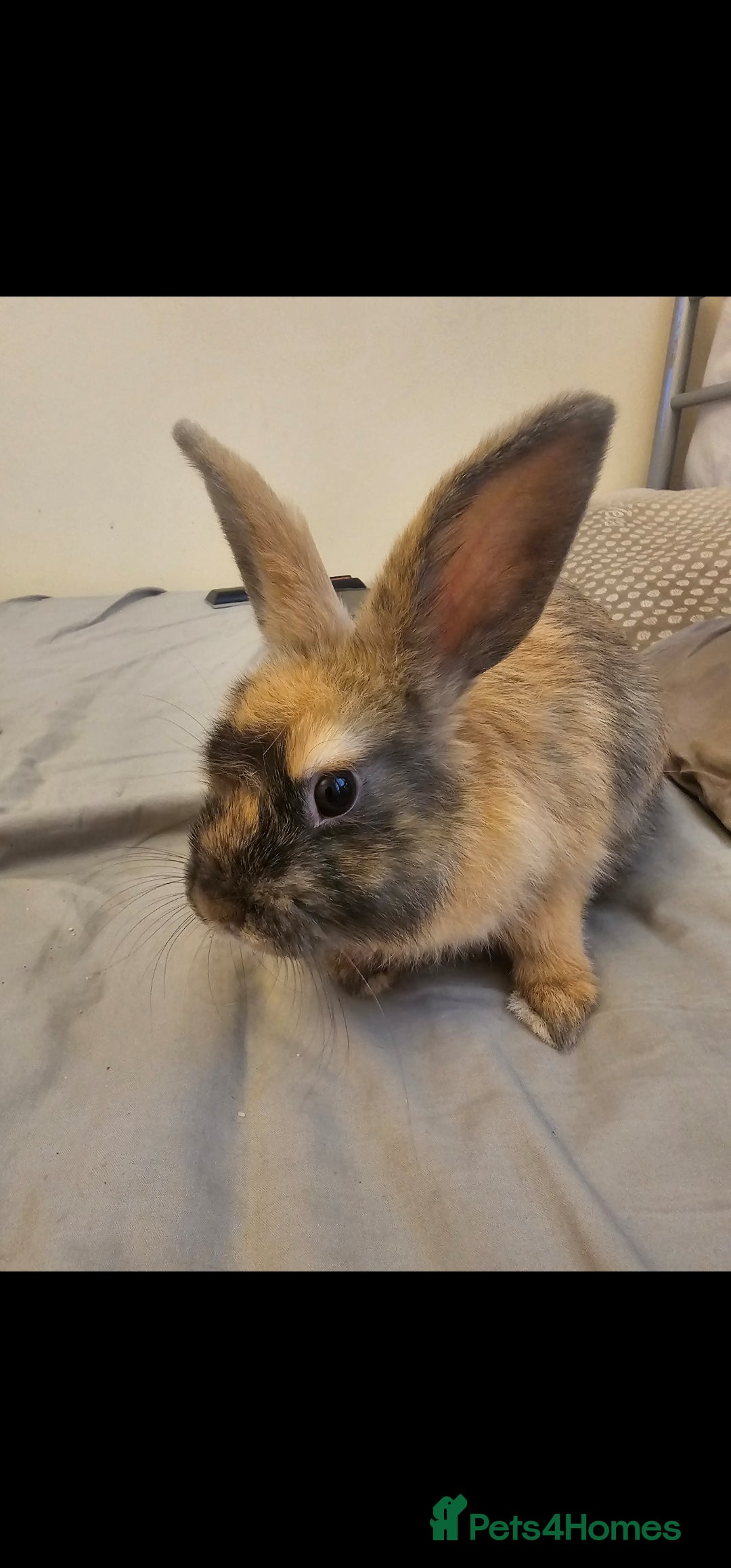 English Spot rabbits for sale: Looking to sell my two rabbits - Image 3