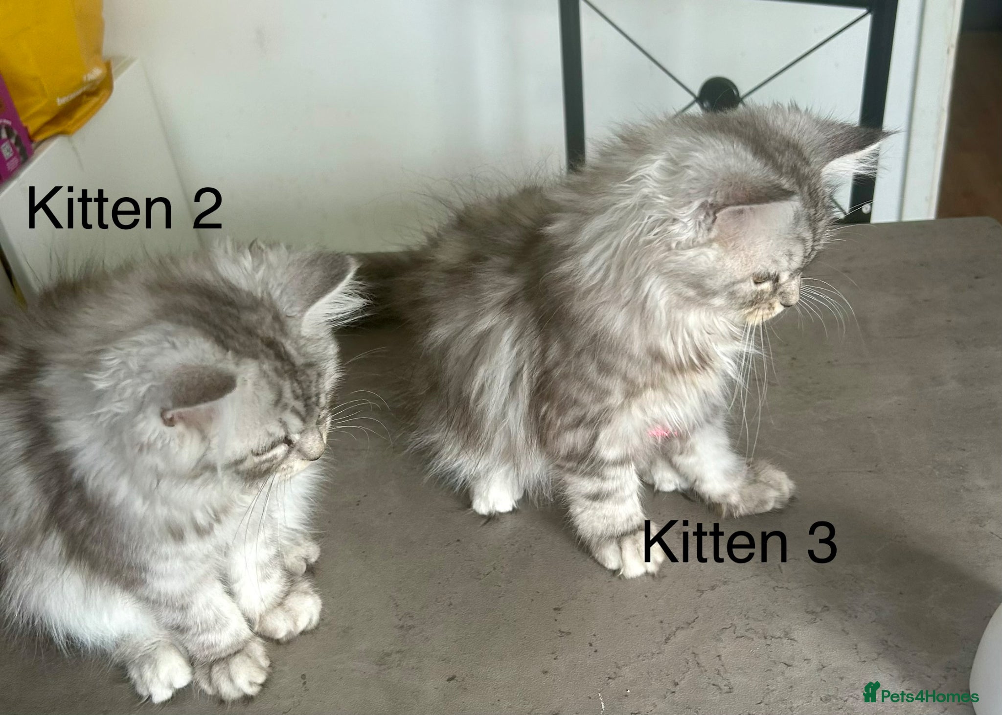 Persian cats 2 BOYS LEFT Now reduced  - Advert 2