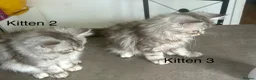 Persian cats for sale: 2 BOYS LEFT  - Advert 11