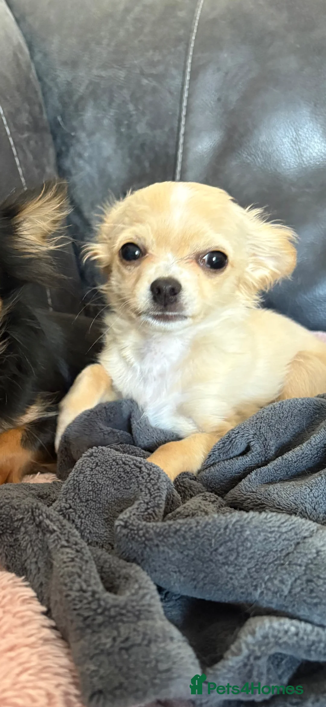 Chihuahua dogs for sale: Long coat chihuahua puppy  in Harlow - Advert 1