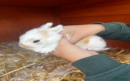 Mini Lop rabbits for sale: Mini Lops  - Image 4
