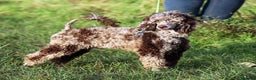 Miniature Poodle dogs for stud:  Chocolate Merle miniature poodle  in York - Advert 7