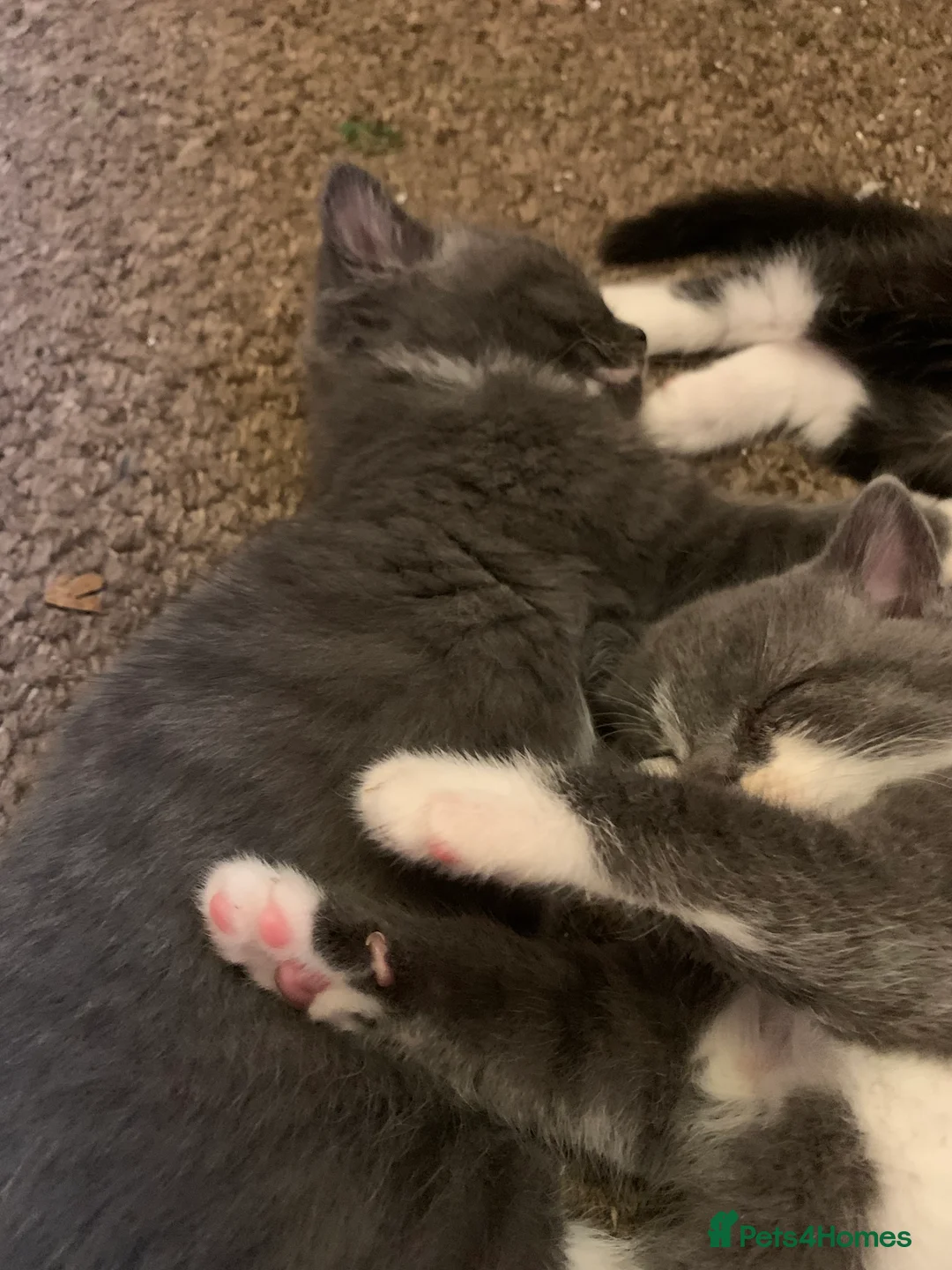 Mixed Breed cats for sale: Beautiful blue boy for sale  - Advert 9