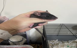 Rat rodents for sale: Baby Rats Male & Female - Image 14