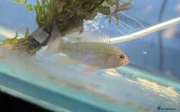 Cichlids fish for sale: Gold edge ram  - Image 2