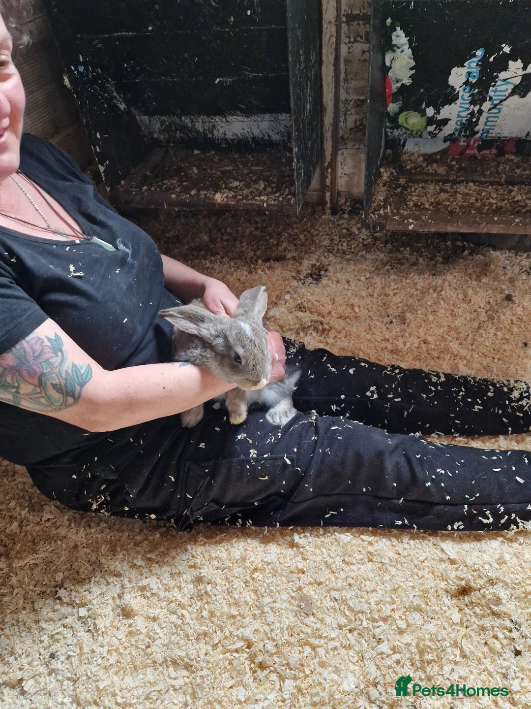 Continental Giant rabbits for sale: Continental Giants  - Advert 10