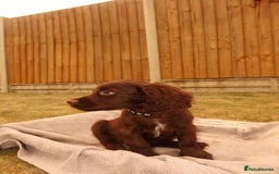 Cocker Spaniel dogs for sale: Cocker Spaniel Puppies - Image 6